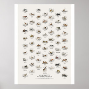Ruminants - Naturalist's Library Poster