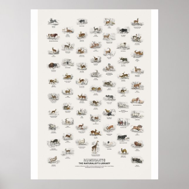 Ruminants - Naturalist's Library Poster (Front)
