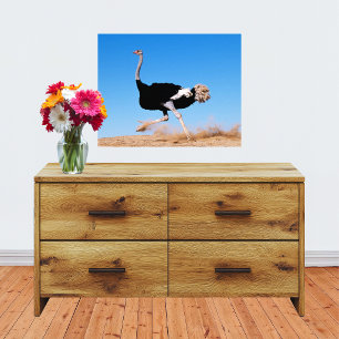 Run Ostrich Run 20x16 Photo Print
