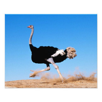 Run Ostrich Run 20x16 Photo Print