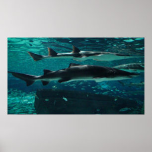 Run! Sharks! Poster