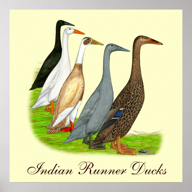 Runner Duck Assortment Poster (Front)