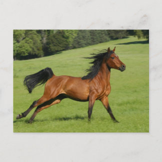 Running Arabian Horse Postcard