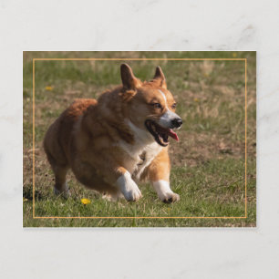Running Corgi Postcard