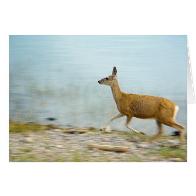 Running Doe Card (Front Horizontal)