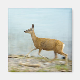 Running Doe Magnet
