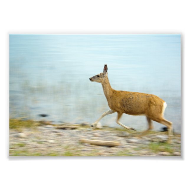 Running Doe Photo Print (Front)