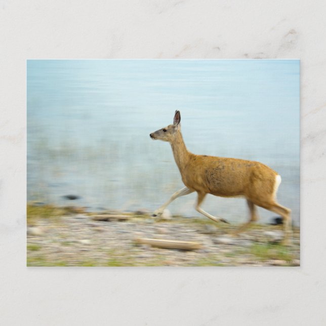Running Doe Postcard (Front)