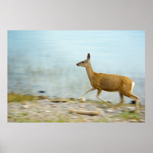 Running Doe Print