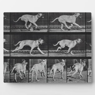 Running Dog, plate 707 from 'Animal Locomotion', 1 Plaque
