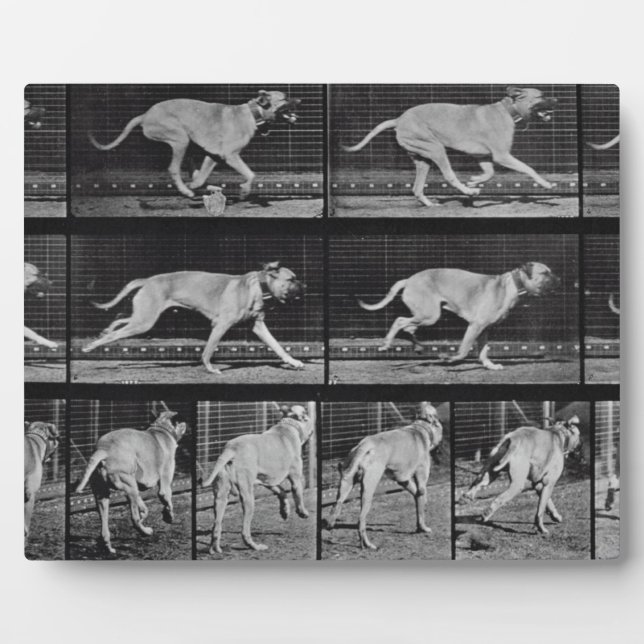 Running Dog, plate 707 from 'Animal Locomotion', 1 Plaque (Front)