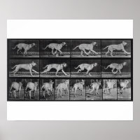 Running Dog, plate 707 from 'Animal Locomotion', 1