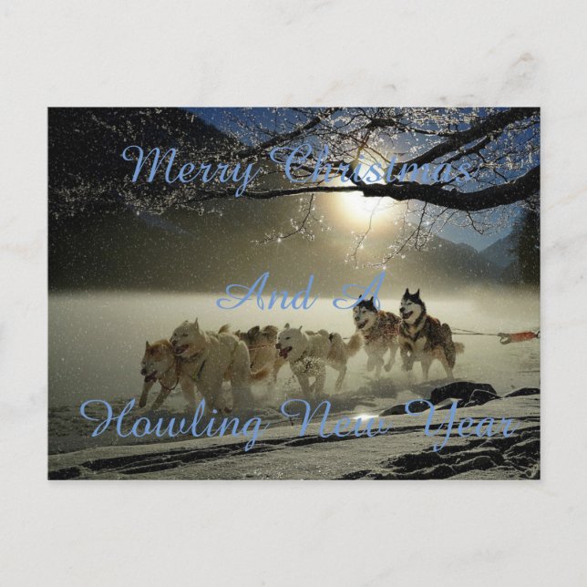 Running dogs in snow postcard (Front)