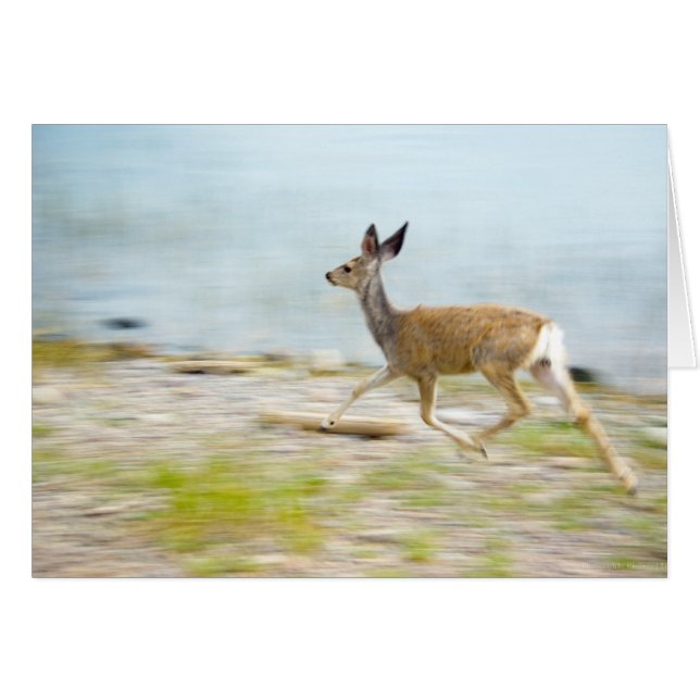 Running Fawn Card (Front Horizontal)