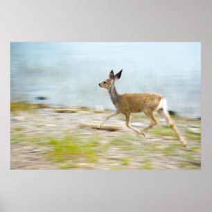 Running Fawn Print