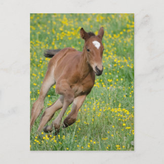 Running Foal Postcard