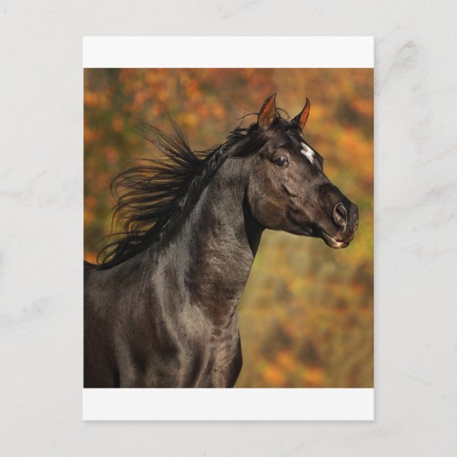 Running Free Postcard (Front)