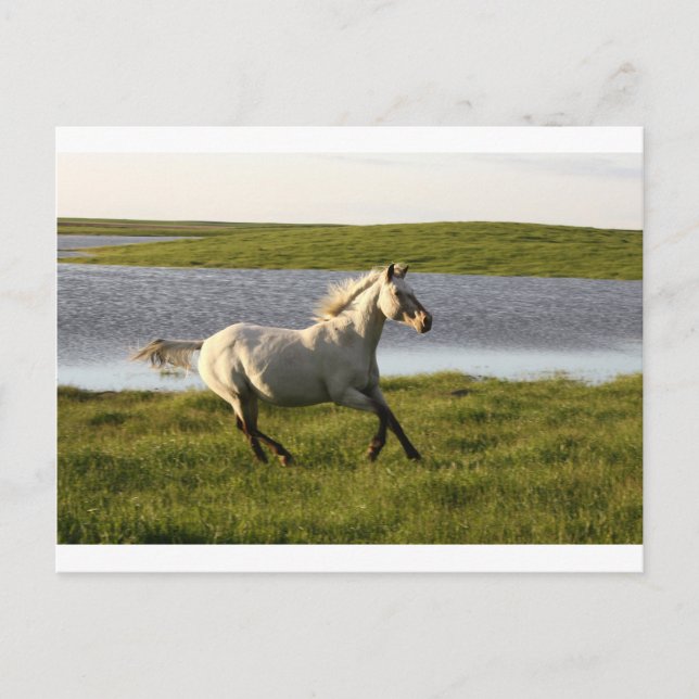 Running Free Postcard (Front)