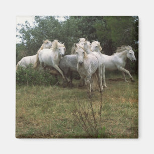Running Grey Horse Herd Magnet