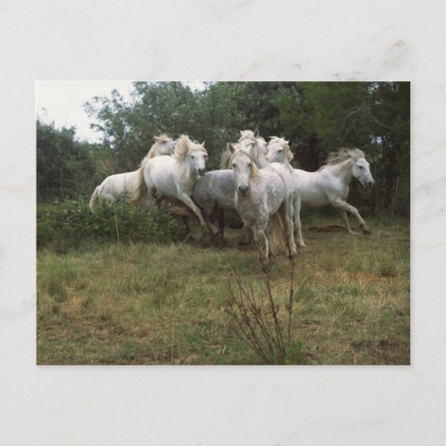 Running Grey Horse Herd Postcard (Front)