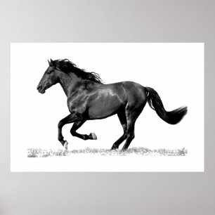 Running Horse Black White Poster