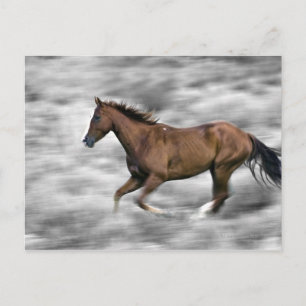 Running horse postcard