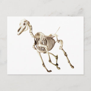 Running Horse Skeleton Postcard
