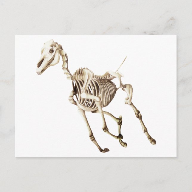 Running Horse Skeleton Postcard (Front)