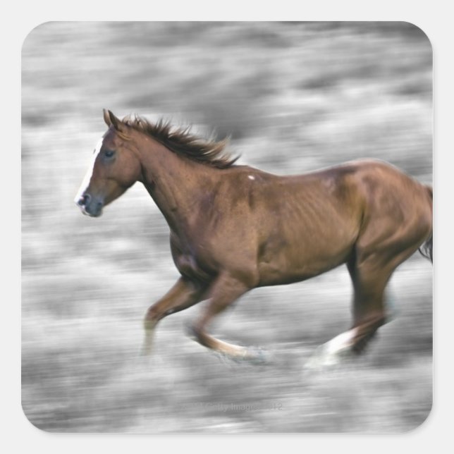 Running horse square sticker (Front)