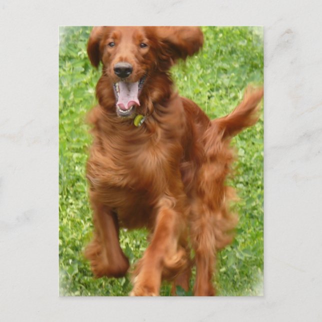 Running Irish Setter Postcard (Front)