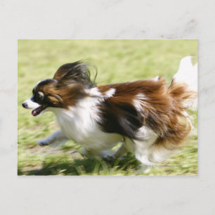 Running Papillon Postcard