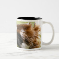 Running Papillon