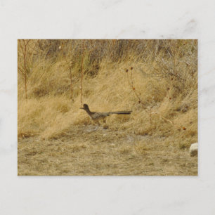 Running Roadrunner Postcard