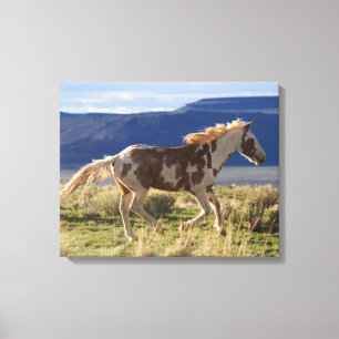 Running Stallion, Steens Mountains, Oregon Canvas Print