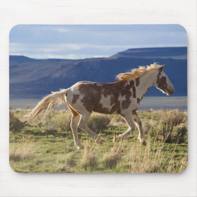 Running Stallion, Steens Mountains, Oregon Mouse Pad (Front)