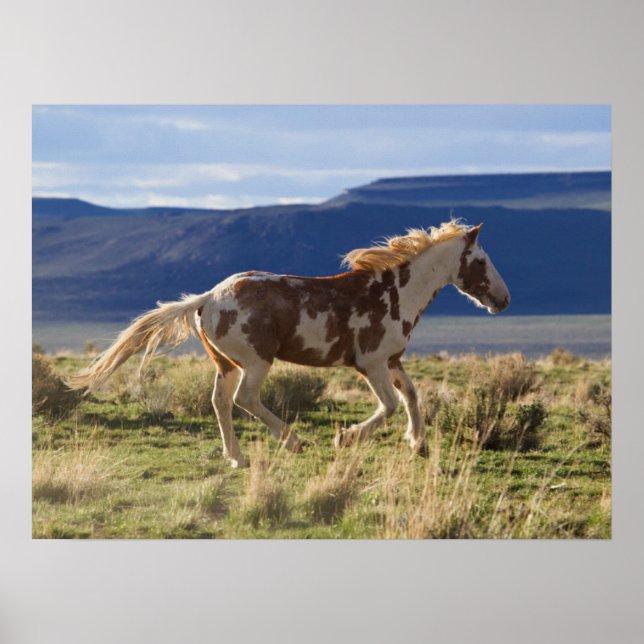 Running Stallion, Steens Mountains, Oregon Poster (Front)
