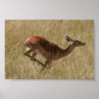 running thompson's gazelle poster