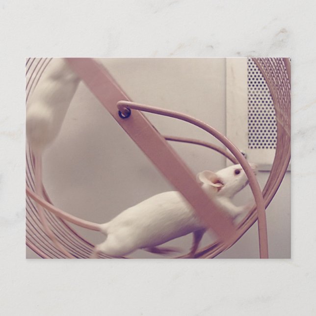 Running Wheel Mice Postcard (Front)