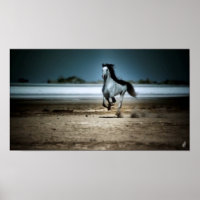 Running White Horse On Beach