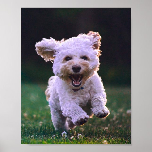 Running White Poodle Cute Dog Poster (Front)