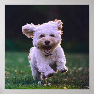 Running White Poodle Cute Dog Poster