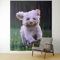 Running White Poodle Cute Dog