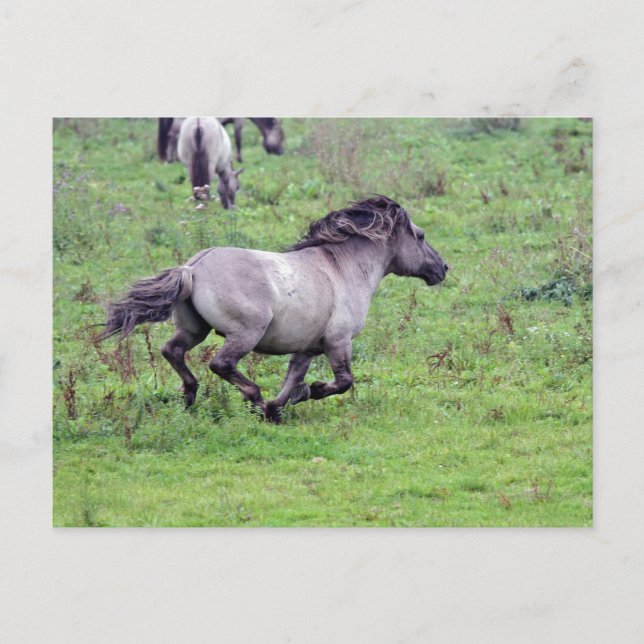 running wild stallion postcard (Front)