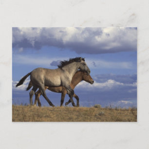Running Yearlings Postcard