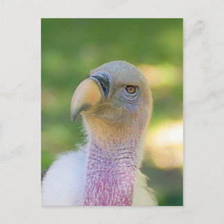 Rupell's Griffon Vulture Postcard