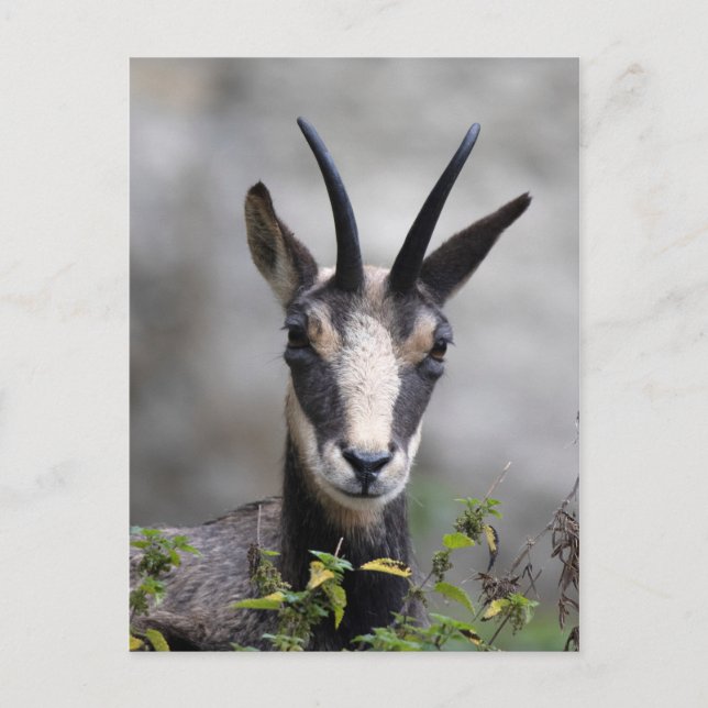 Rupicapra rupicapra postcard (Front)