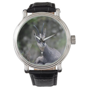 Rupicapra rupicapra watch