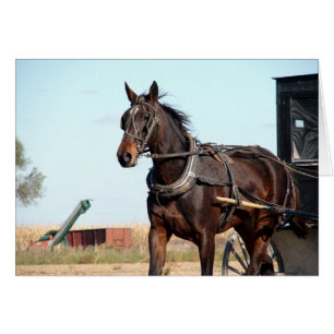 Rural Amish Horse and Buggy