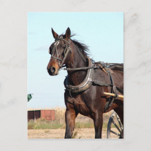 Rural Amish Horse and Buggy Postcard