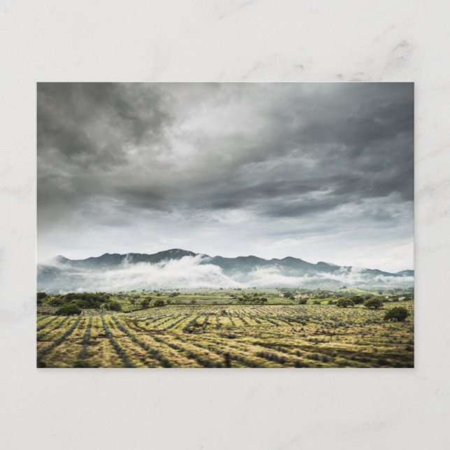 Rural Crop Fields Under Cloudy Sky Postcard (Front)